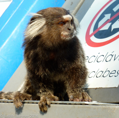 Marmoset monkey hogging the recycling bin, Sugarloaf Mountain, Rio de Janeiro